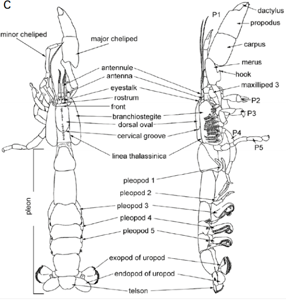 figure image